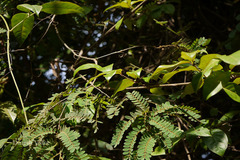 Dalbergia pinnata